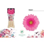 Gerbera MINI Diamond Fancy*20