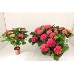 Hydrangea Hortensia hi canal 14cm