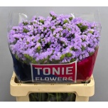 Limonium Parkjuur S Tonie Lavender 60cm