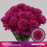 Chrysanthemum Krüsanteem SP Fabienne Purple*5