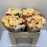 Kobarroos 50cm Sweet Chablis