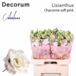 Eustoma Preeriakell Chaconne Soft Pink