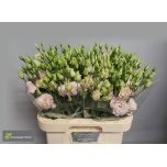Eustoma Preeriakell Chaconne Soft Pink