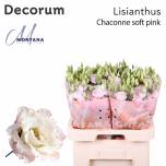 Eustoma Preeriakell Chaconne Soft Pink