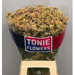 Limonium Parkjuur V Sensy Nectarin 70cm