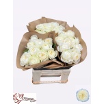 Roos 40cm Chic White!