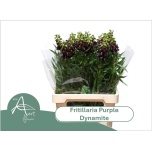 Fritillaria purple dynamite 70cm