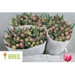 Tulp do Innocence