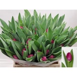 Tulp si Freder Ruijsch