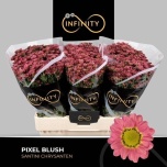 Chrysanthemum Krüsanteem SANTINI Pixel Blush*25
