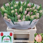 Tulp do Beachberry