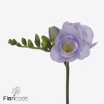 Freesia Nice