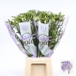 Freesia Nice