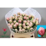 Tulp do Lets Dance