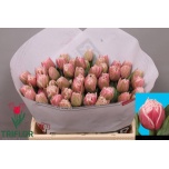 Tulp do Lets Dance
