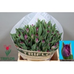 Tulp fr San George