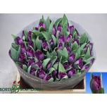 Tulp fr San George