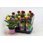 Chrysanthemum Krüsanteem indi Flowerpops mix in pot 14cm