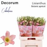 Eustoma Preeriakell Botanic Apricot