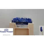 Muscari flower power 25cm