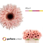 Gerbera GS Abu*10