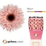 Gerbera GS Abu*15