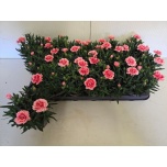 Dianthus Nelk oscar antique pink 9cm