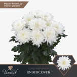 Chrysanthemum Krüsanteem BL Undercover 85gr*10