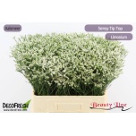 Limonium Parkjuur V Sensy Tip Top 60cm