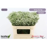 Limonium Parkjuur V Sensy Tip Top 70cm