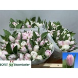 Tulp do Obsession