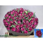 Tulp do Purple Magic
