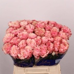 Roos 40cm Country Spirit Candy