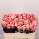 Roos 50cm Country Spirit Candy