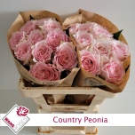 Roos 50cm Country Peonia