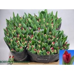 Tulp fr Pearl Harbor