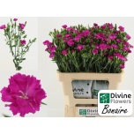 Dianthus Nelk SP Raffine Bonaire*10 40cm