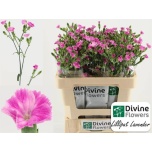 Dianthus Nelk SP Lilliput Lavender*10