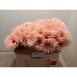 Gerbera GS Spider Cream*10