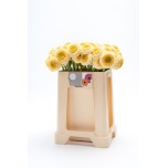 Gerbera MB Saturn*20