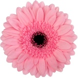 Gerbera MINI Maeve*20