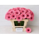 Gerbera MINI Maeve*20