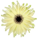 Gerbera KV Pastini Spritz*10