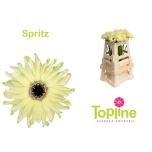 Gerbera KV Pastini Spritz*10