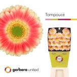 Gerbera MINI Tompouce*20