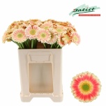 Gerbera MINI Diamond Tompouce*20