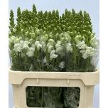 Antirrhinum Lõvilõug nantes white 70cm