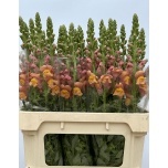 Antirrhinum Lõvilõug nantes light orange 75cm