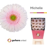 Gerbera GR Michelle*15
