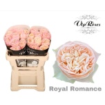 Roos 50cm Royal Romance